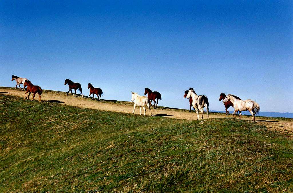 Horses on Big Rock Ridge