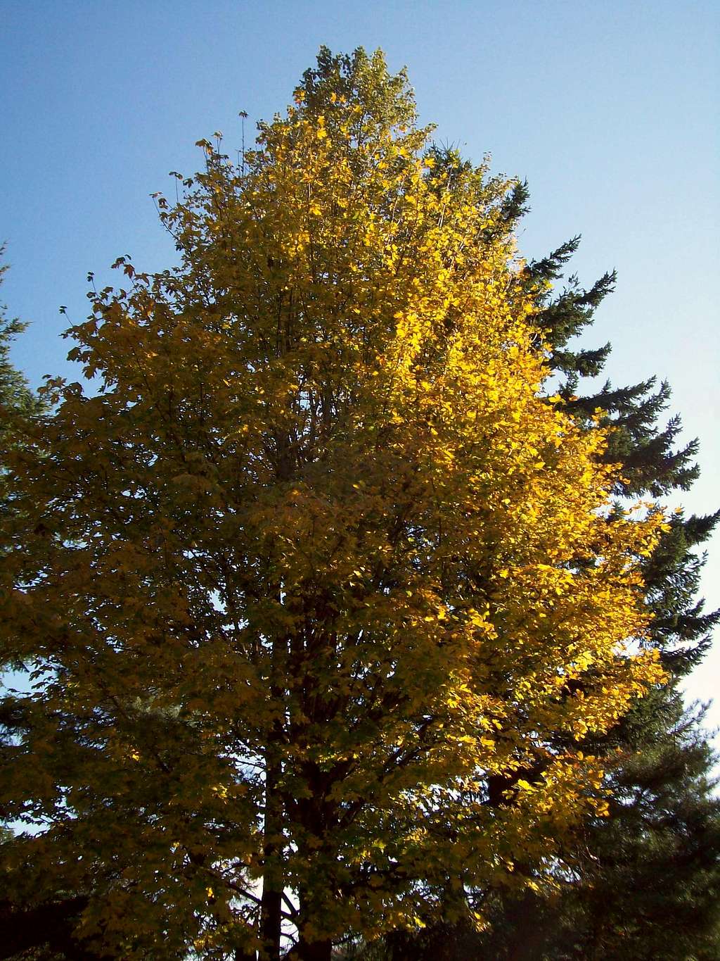 Classic Fall Tree