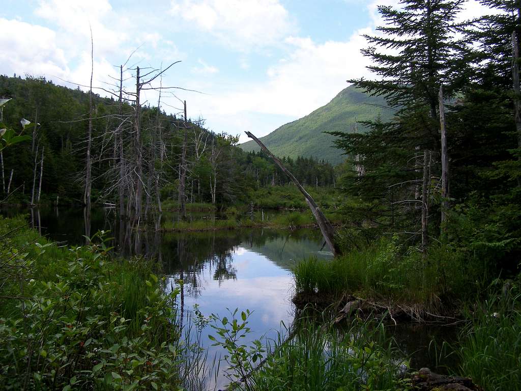 Zealand Pond From Zealand Trail