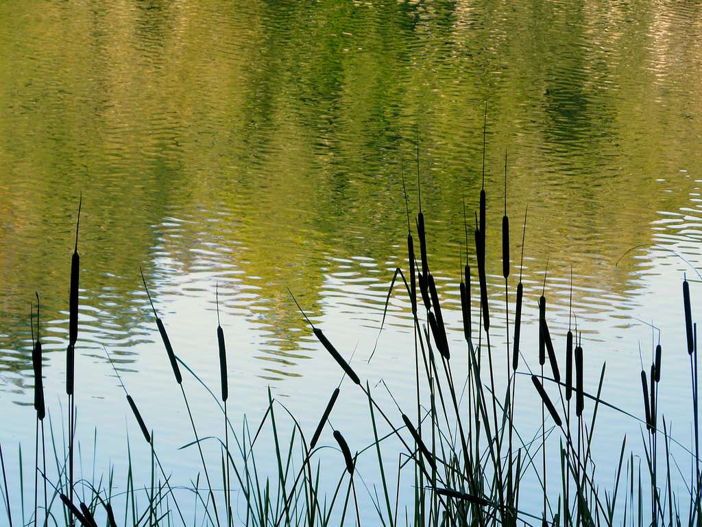 Cattails, Lake Lagunitas