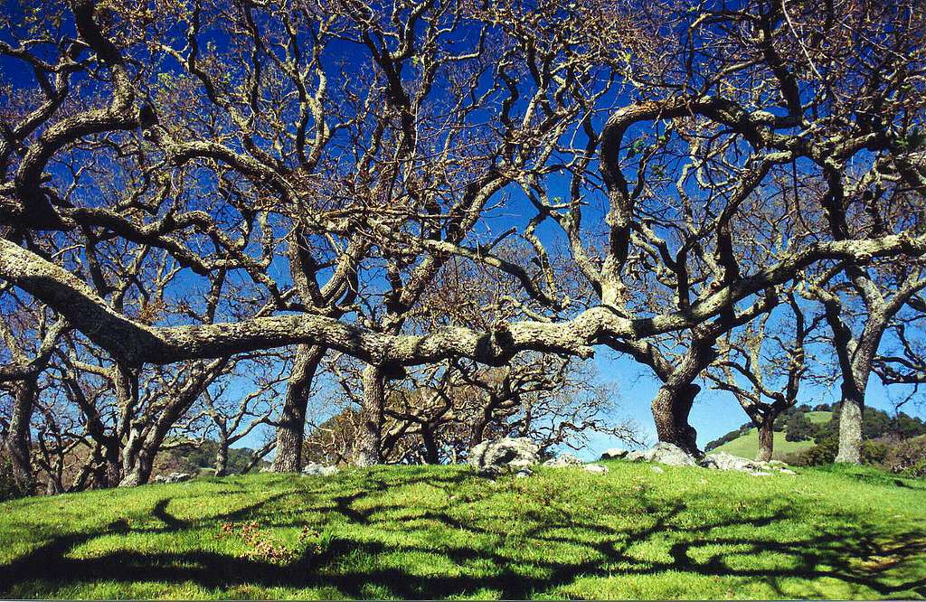 Oak shadows, Burdell Mtn. Open Space