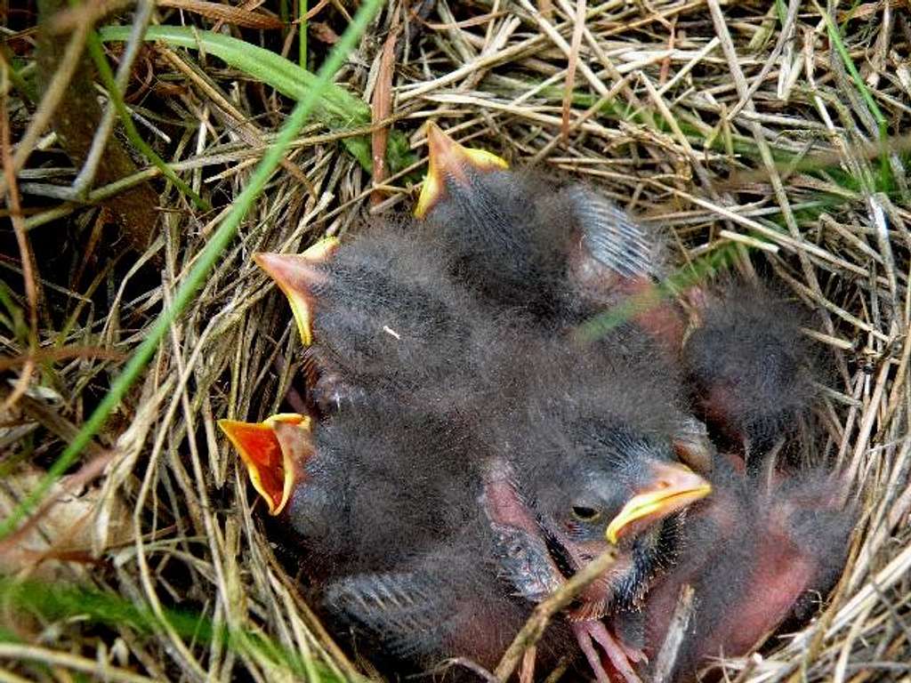 Six days later-  Skylark Chicks have hatched
