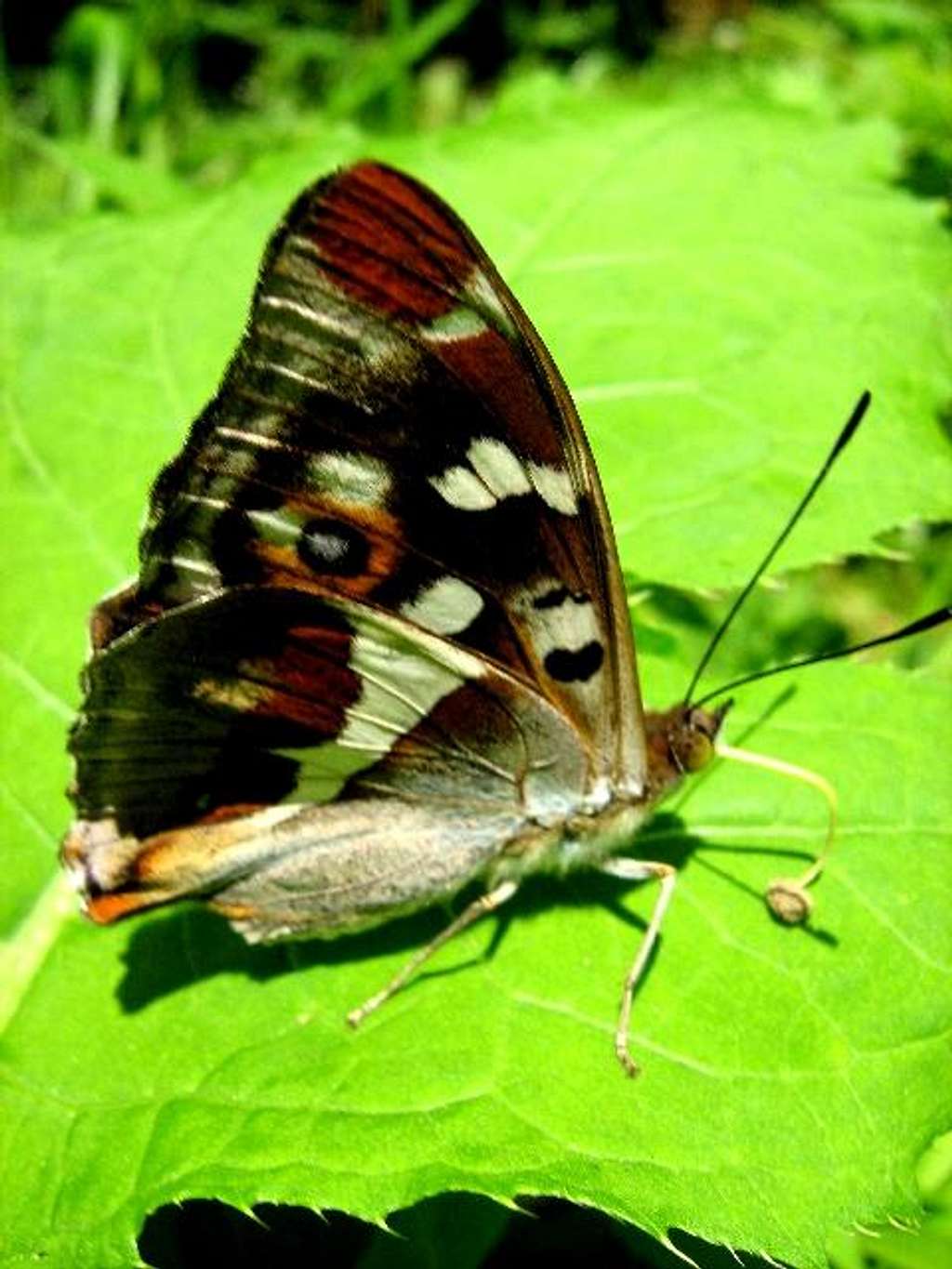 Purple Emperor