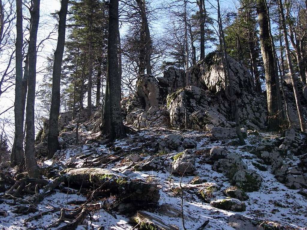 Inside Bitoraj forest