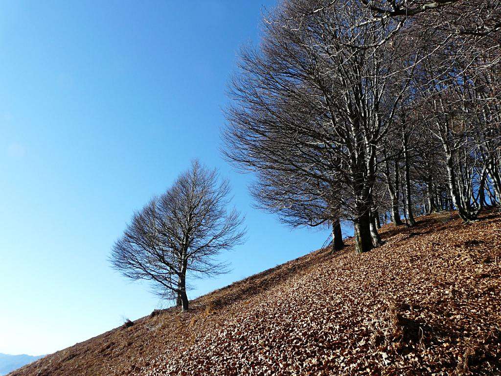 Beech trees on the way to Mount Faie'