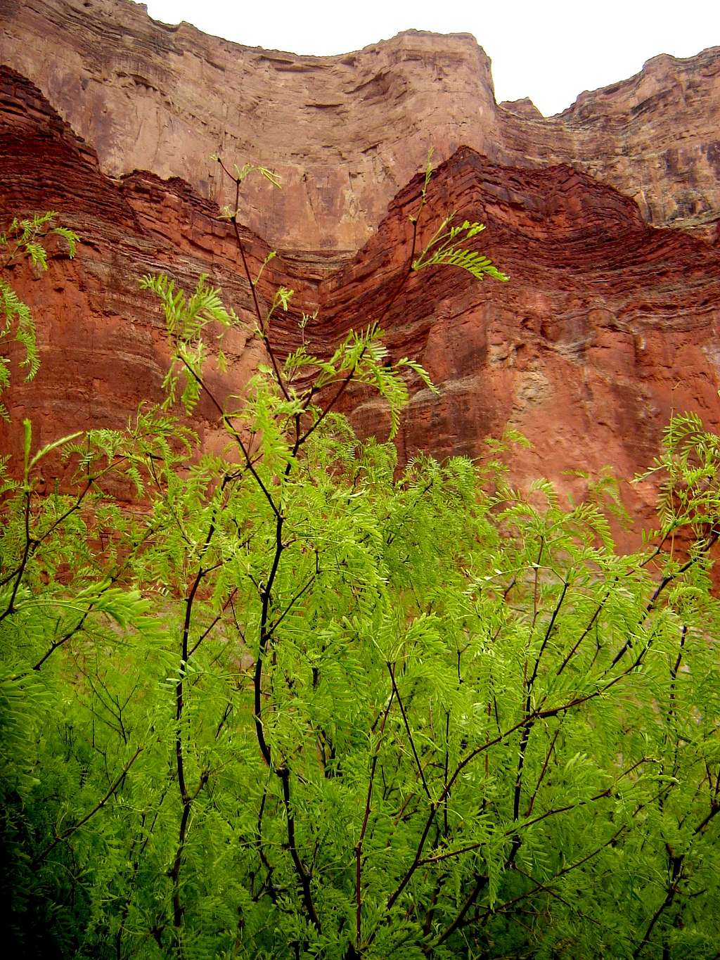 Greenery