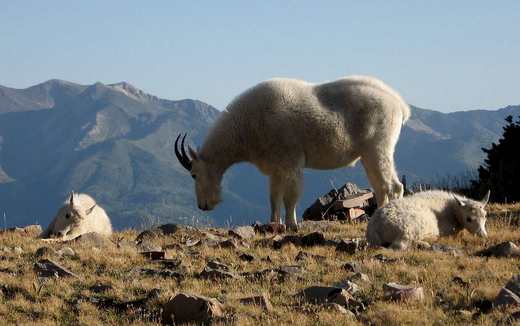 Mountain Goats on Timpanogos