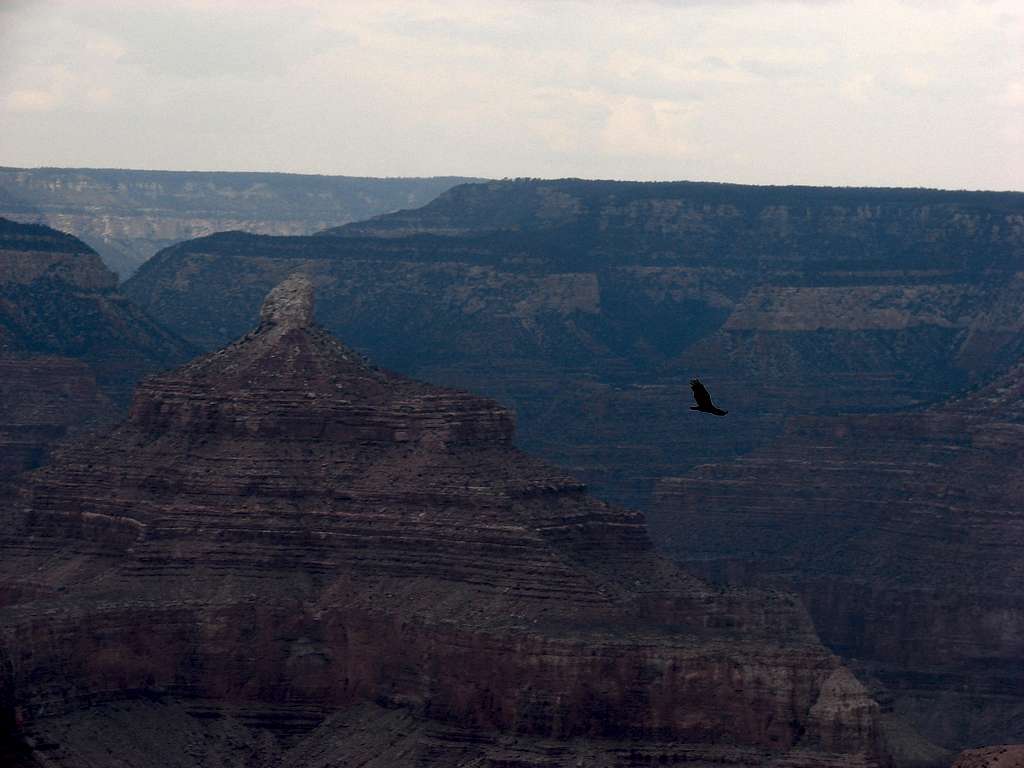 Vulture over the Canyon