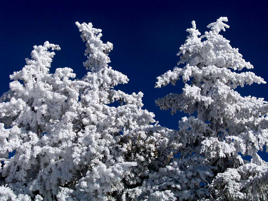 Snow-Covered Trees, Sandia Crest