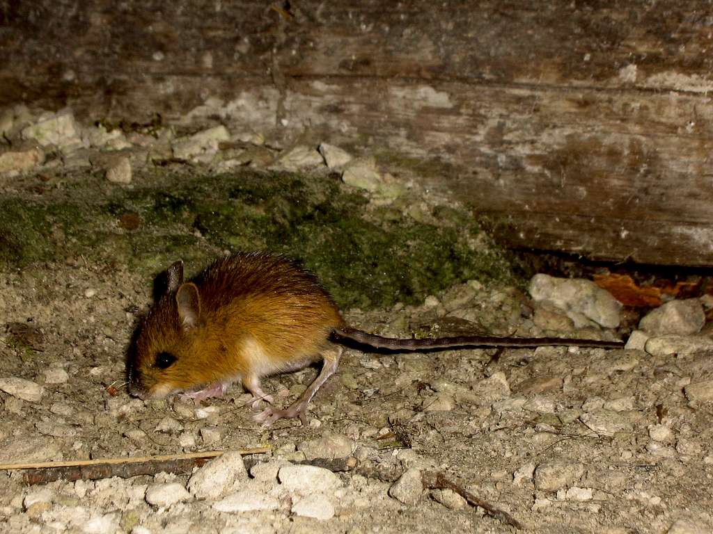 Young Deer Mouse