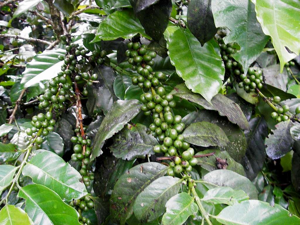 Rainforest Coffee