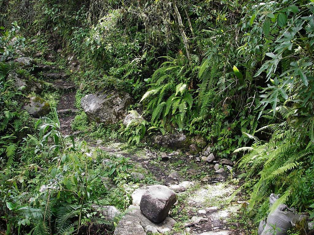A Nice Jungle Trail