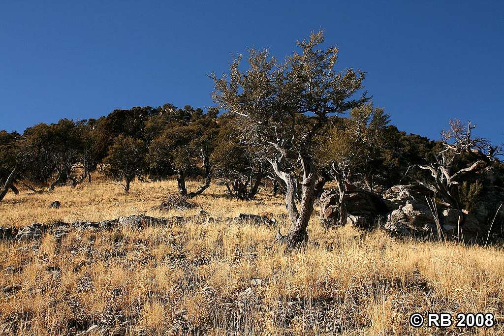 Pine Mountain east slope