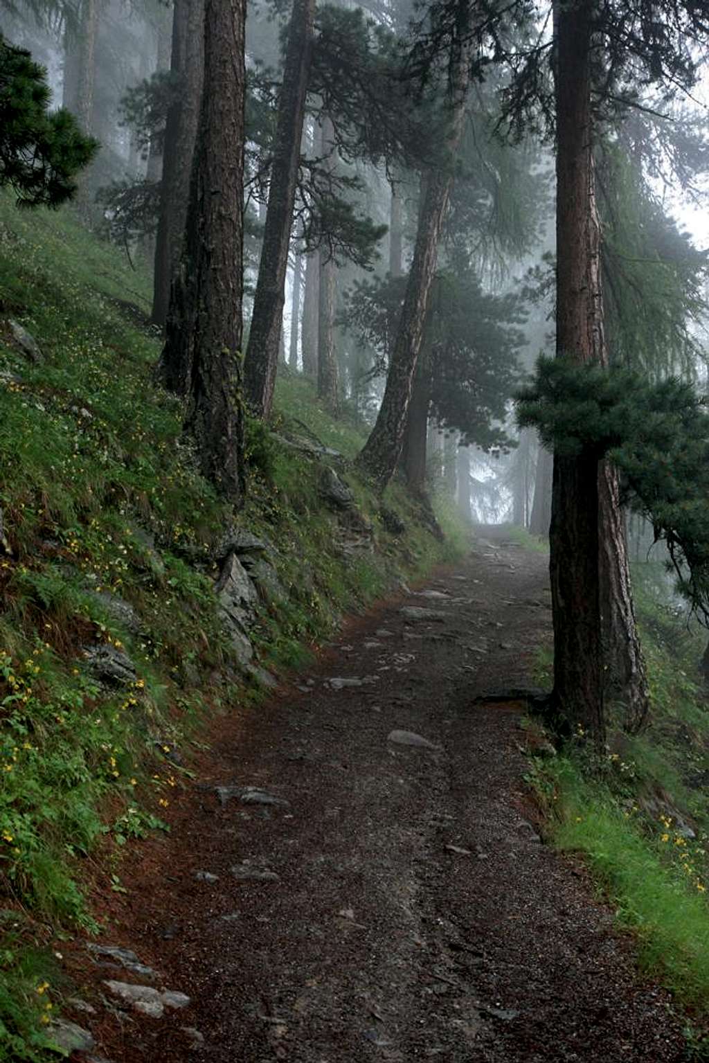 Misty Larch Forest near Zermatt