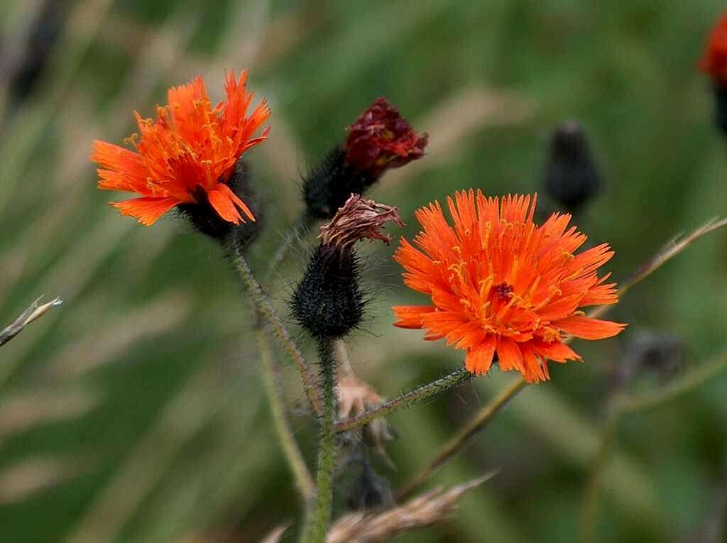 Flowers in Dolina Siedmich Prameňov, <a href=