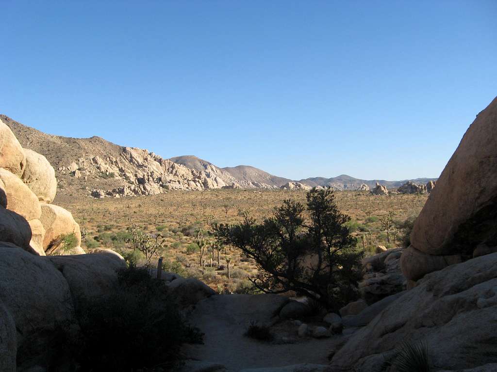 Joshua Tree Wilderness