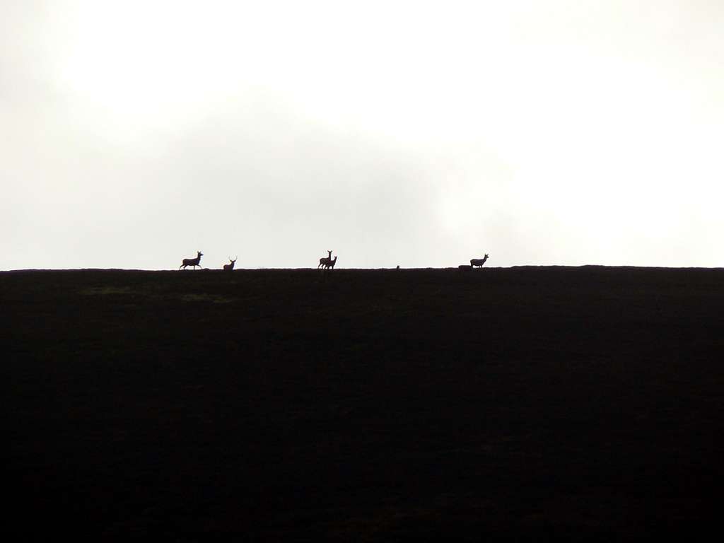 A gathering of deer on the Sow of Atholl