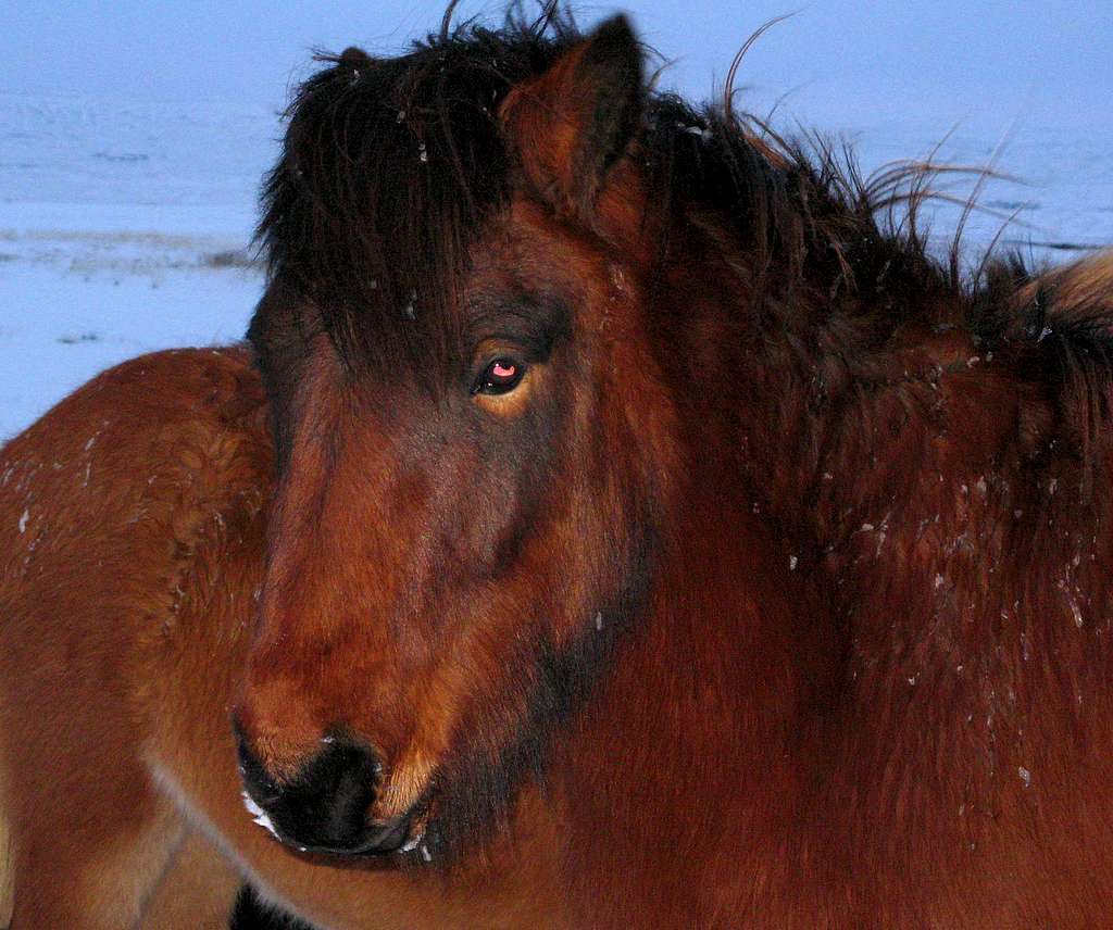 Icelandic Horse (Equus Scandinavicus)