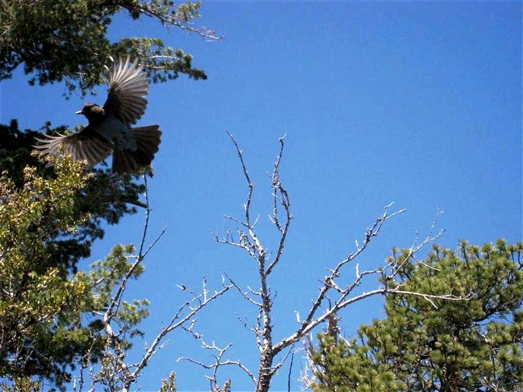 A Stellars Jay Taking Flight