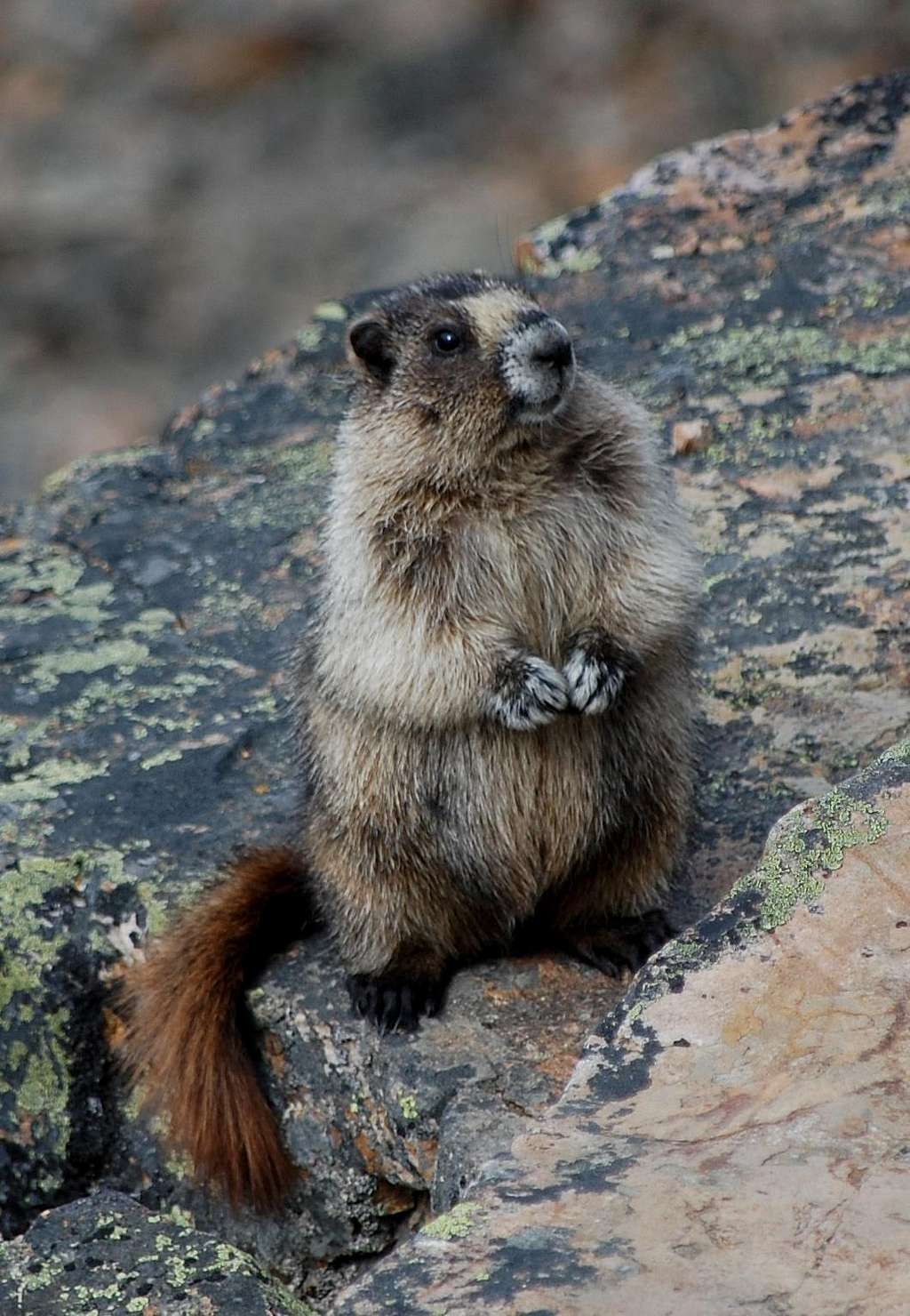 Marmot on Mt Fairview