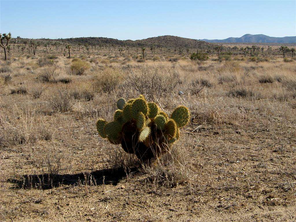 Lone Prickly Pear Cactus Near Negro Mountain in JTNP