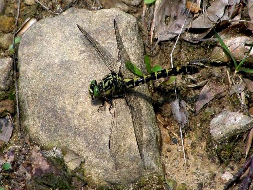Green Snaketail