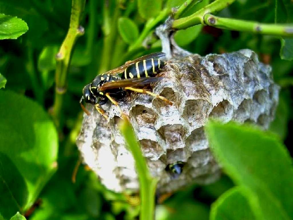 Nest of the Yellow Jackets