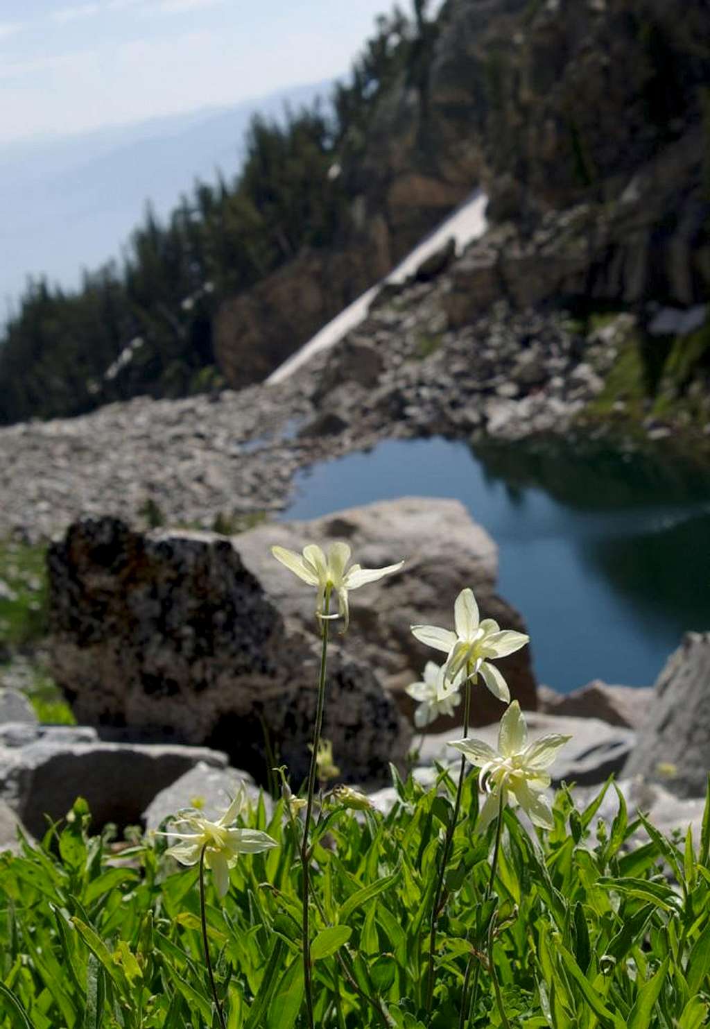 Columbine above Lake of the Crags
