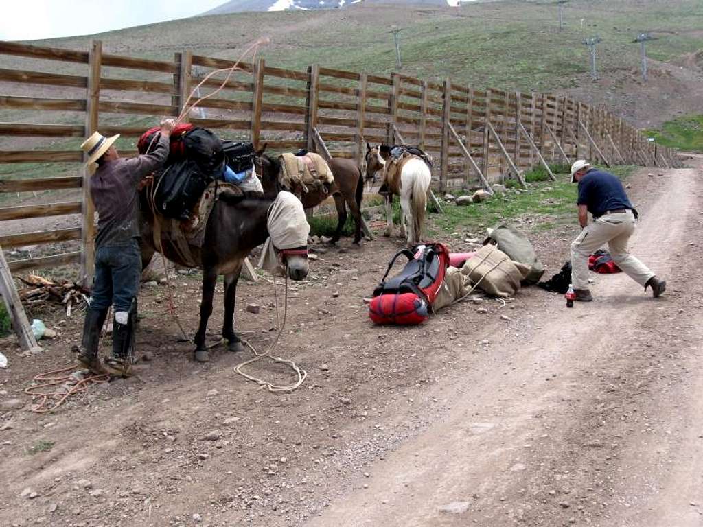 Loading the Mules
