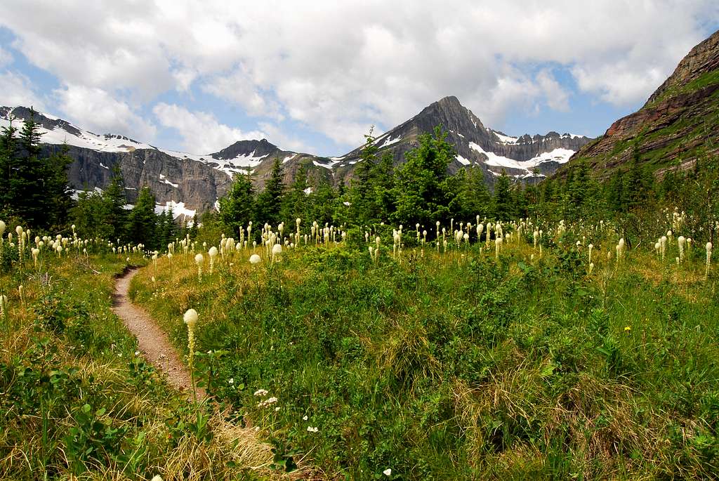 patch of beargrass along Swiftcurrent Pass Trail