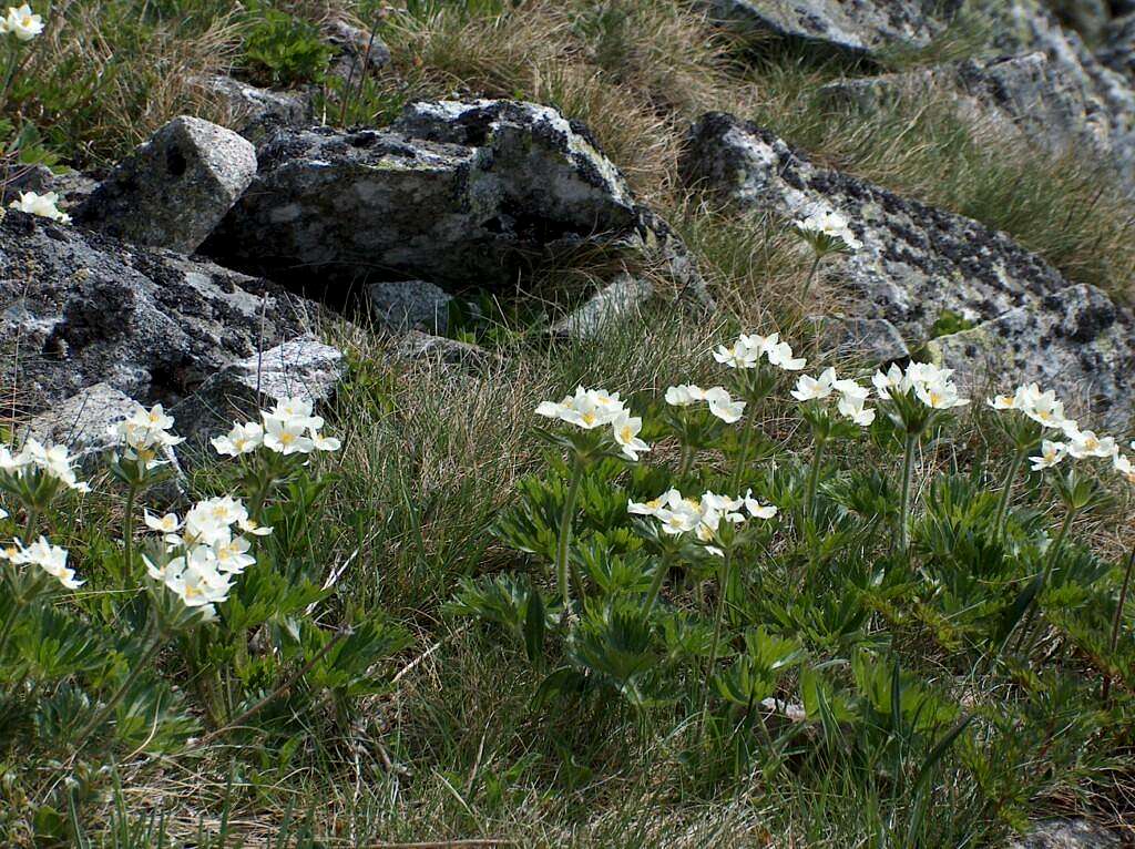 Flowers in Polish Tatras... Sasanka ? (Pulsatilla Alpina)