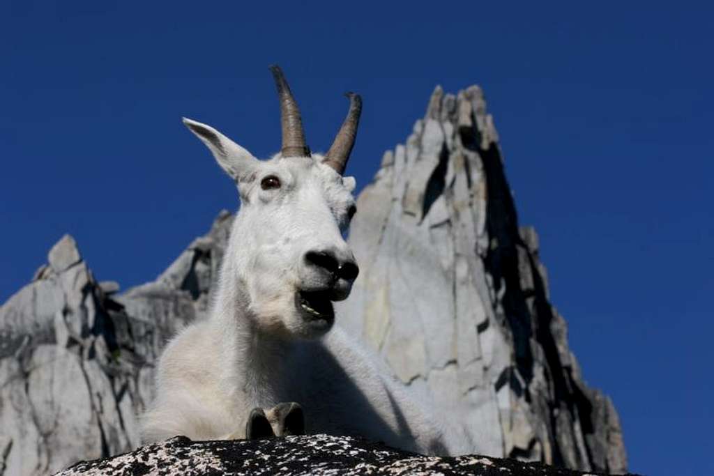 Mountain Goat and Prusik Peak, Enchantments, WA