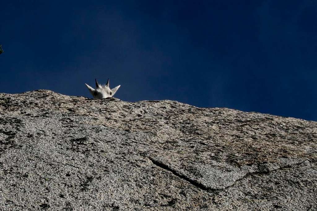 Peek-a-boo, Mountain Goat in the Enchantments, WA