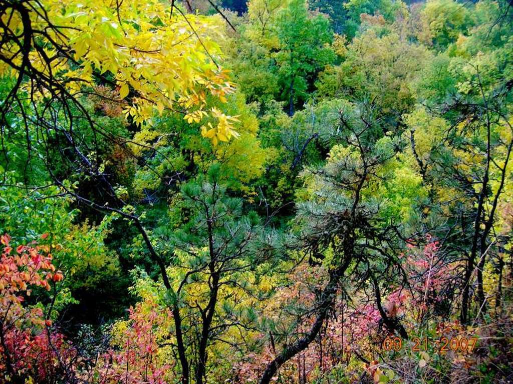 East Ash Creek Foliage
