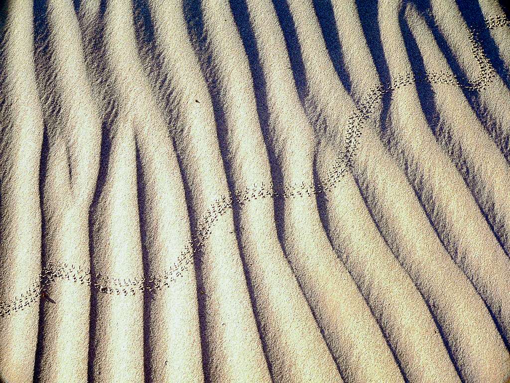 Insect tracks, Mesquite Dunes