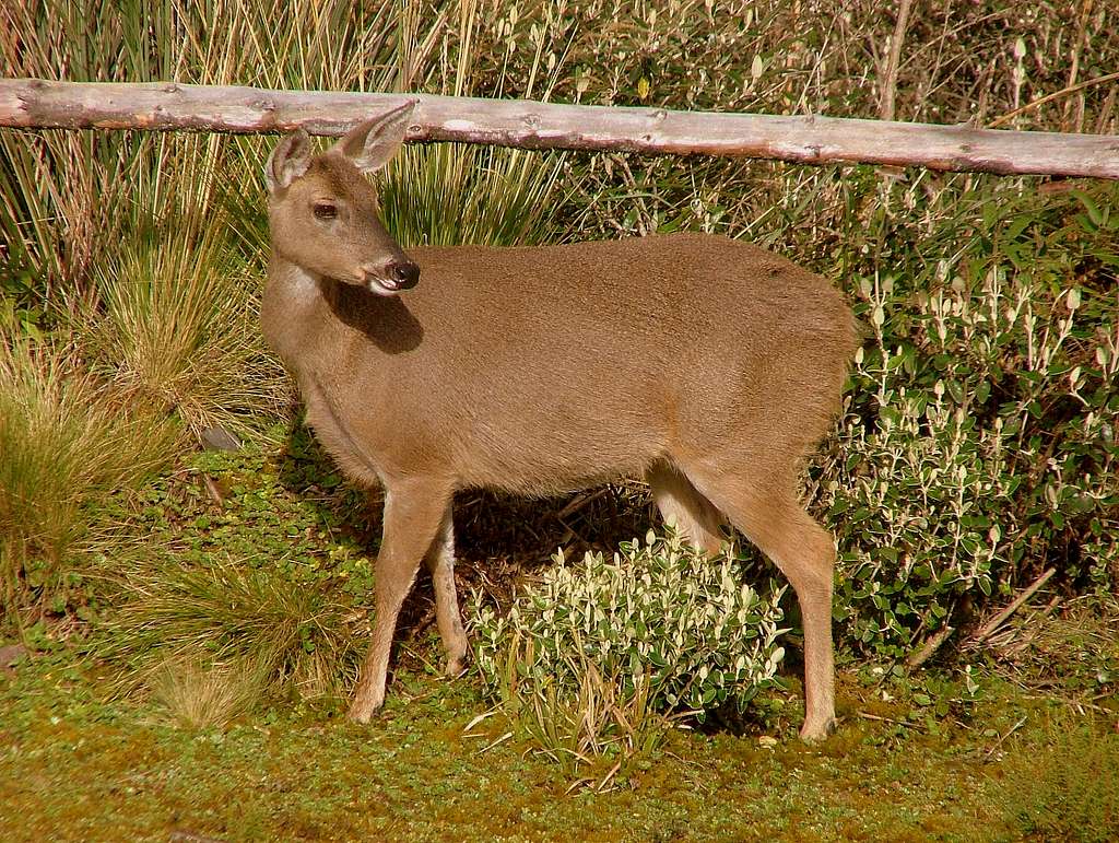 Deer at Paja Blanca