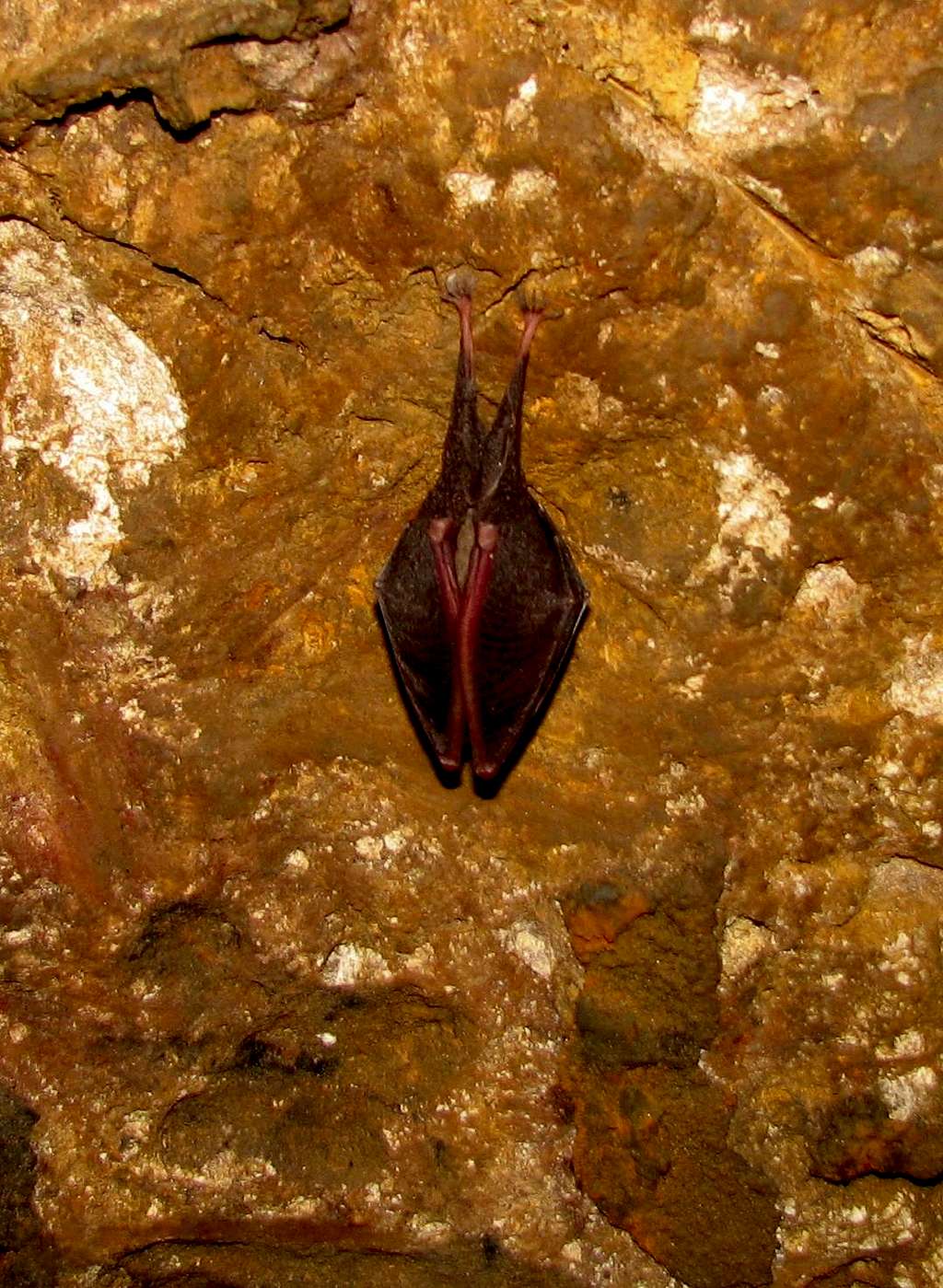 Bat in Moghan cave in Mashhad Iran