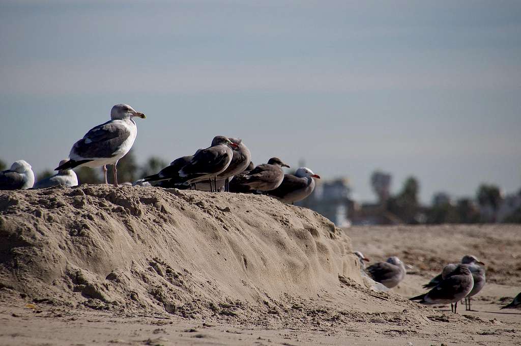 California Gulls