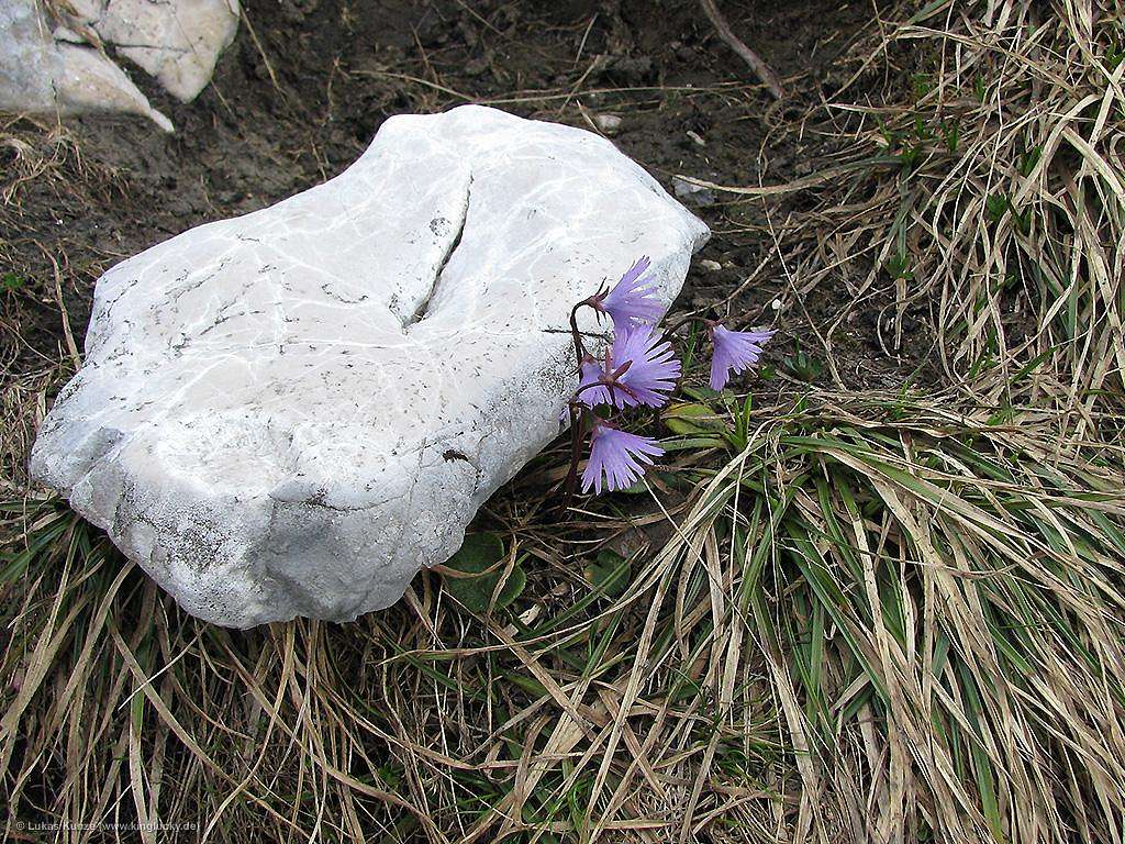 Hiding behind a stone