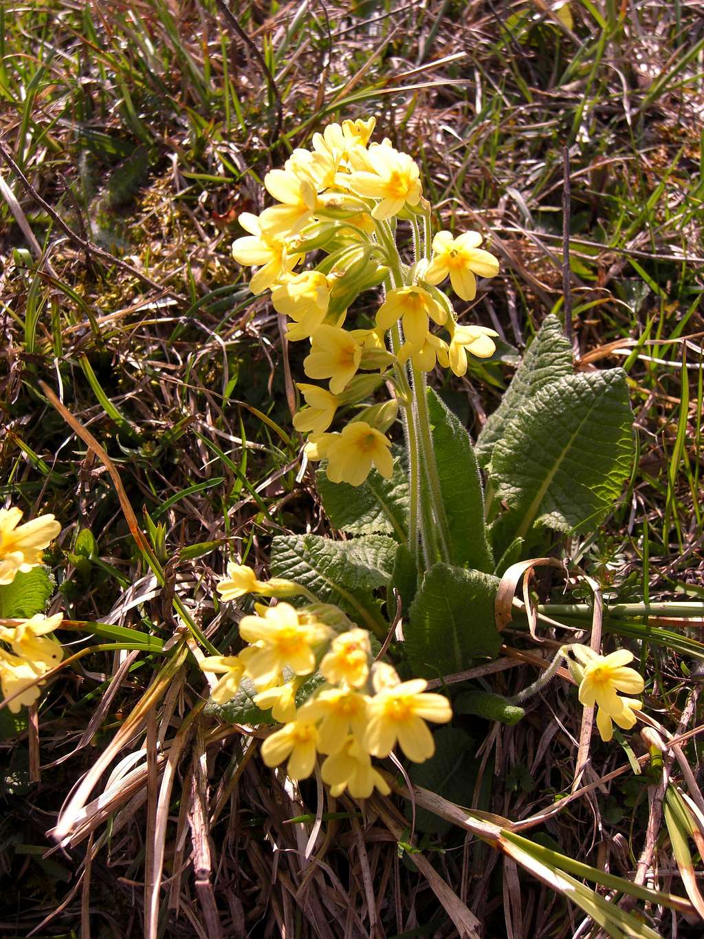 Schlüsselblume