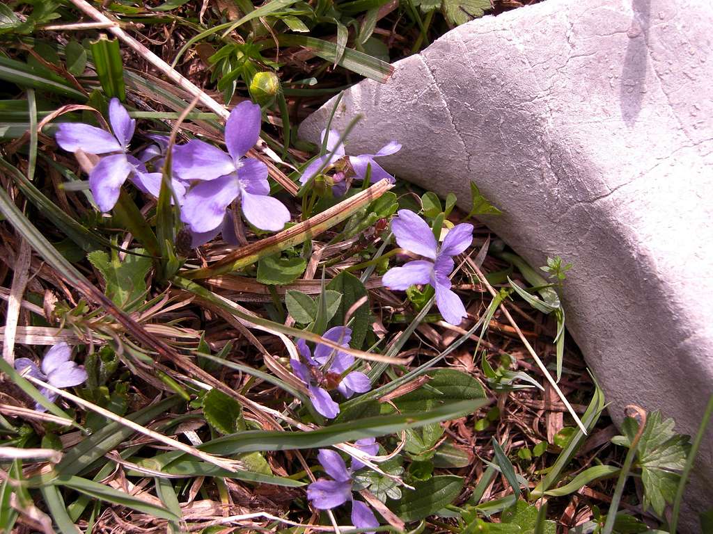 Hidden violets