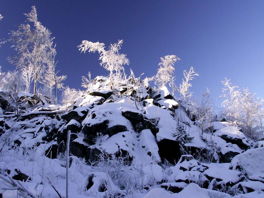 Dwarf beeches ...