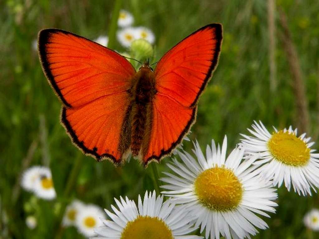 Scarce Copper