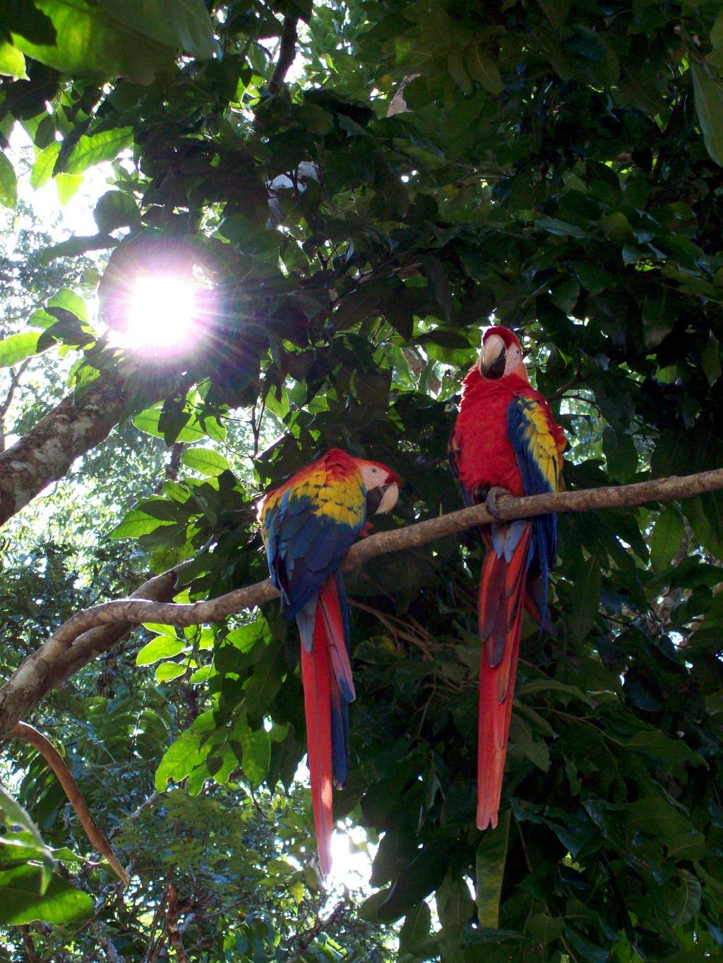 Scarlet Macaws