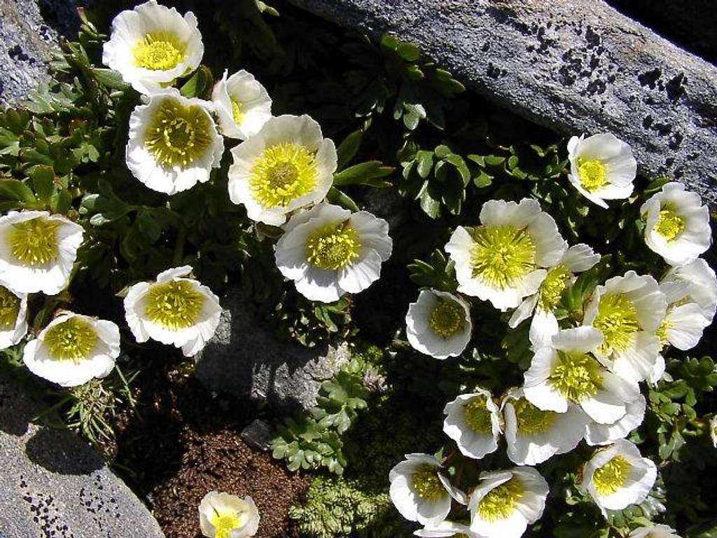 Flowering Gletscherhahnenfuss...