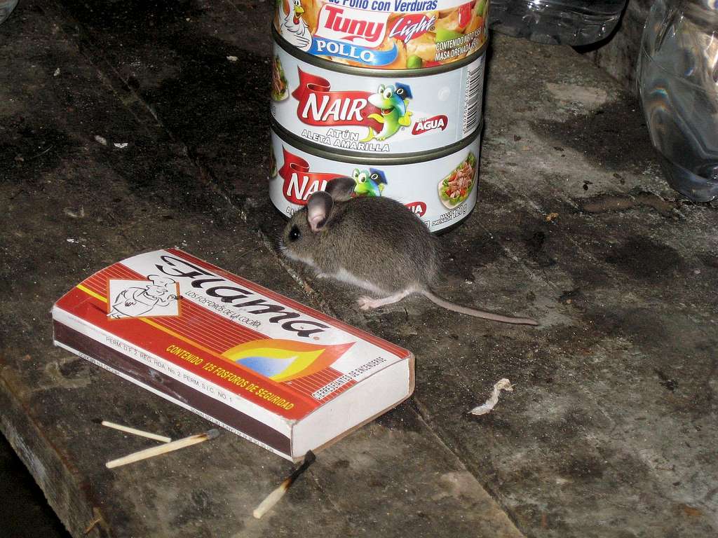 Mexican Hut Mouse