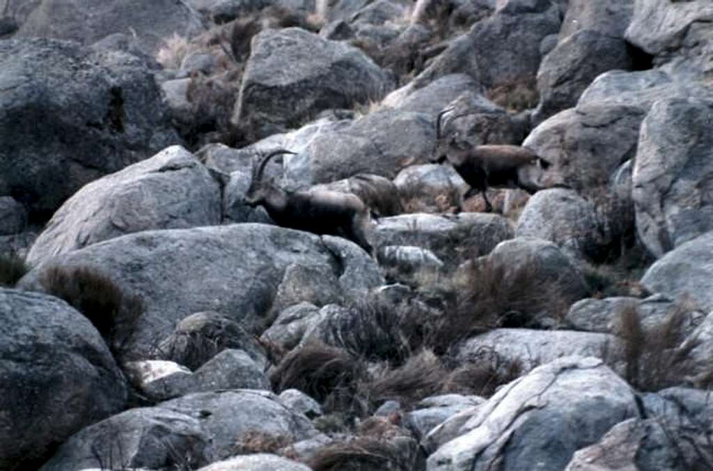 Two male Gredos ibex near Plataforma