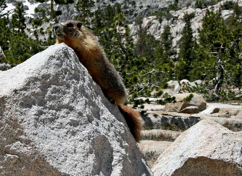 Marmot - Resides at Silver Pass