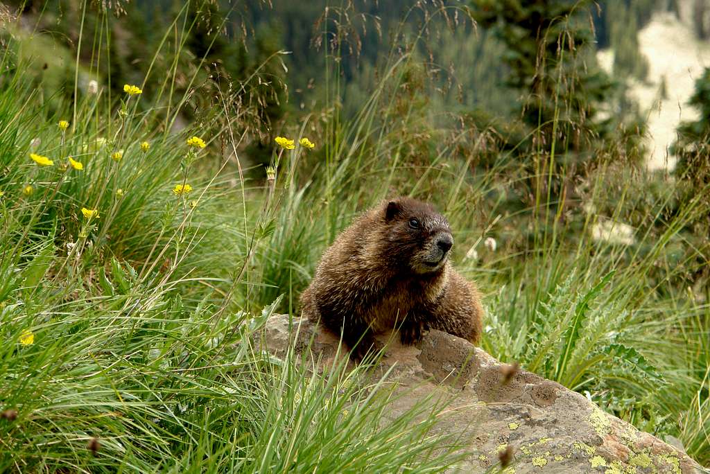 Marmot on Wheeler Peak
