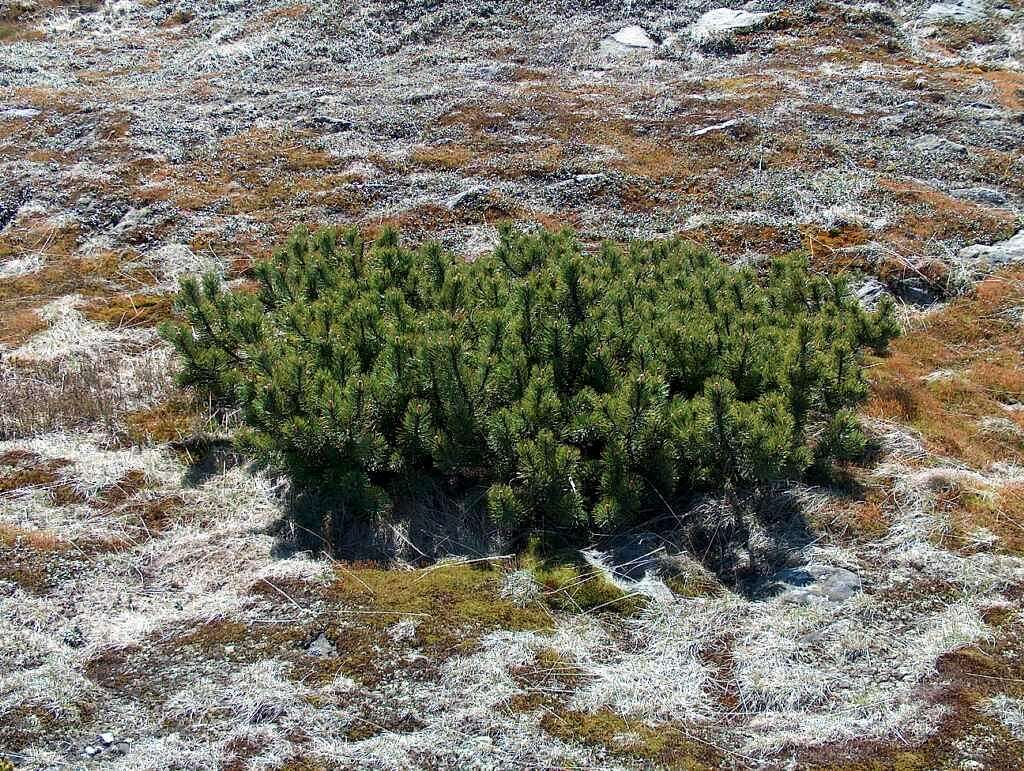 We reach a level where dwarf pine disappears completely
